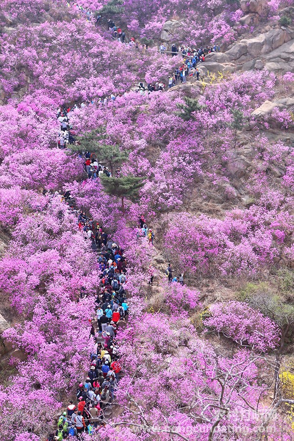 4月5日，游客在山东青岛大珠山上观赏盛开的野生杜鹃花。