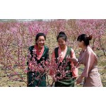 青藏高原上的油桃花-山东桃花绽放拉萨-西藏拉萨城关区蔡公堂乡