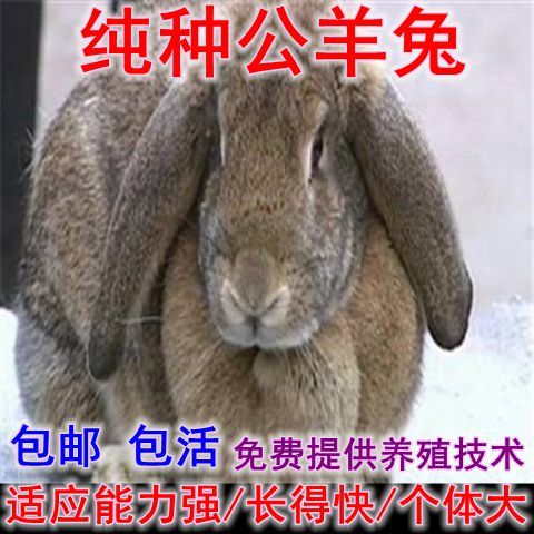 种兔价格 比利时兔多少钱一只 比利时种兔价格 新西兰种兔价格 伊拉种兔价格 种兔养殖13012627800