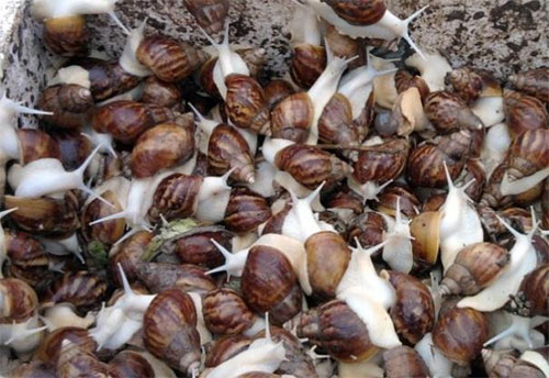 白玉蜗牛一般活多久？